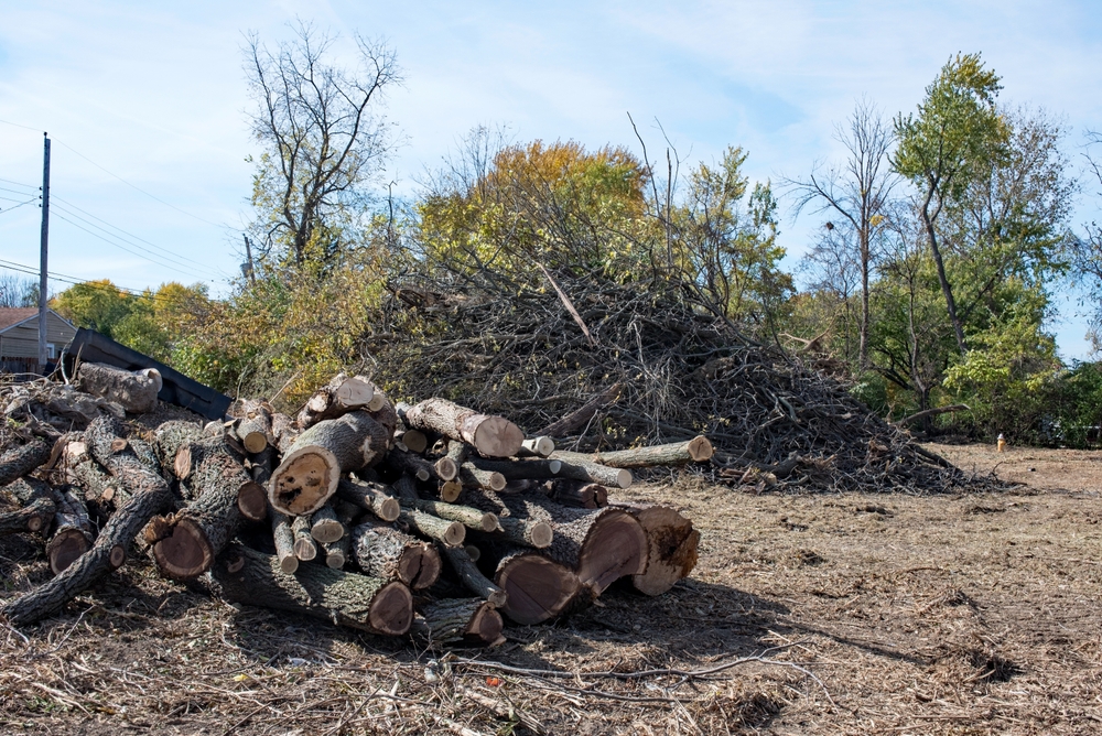Best Way to Clear Brush: Efficient Techniques for Land Management