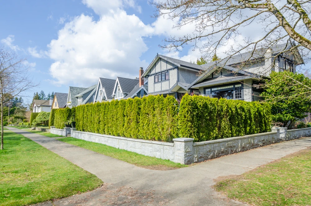 Cheap Fast Growing Privacy Trees: The Top Picks for Your Yard
