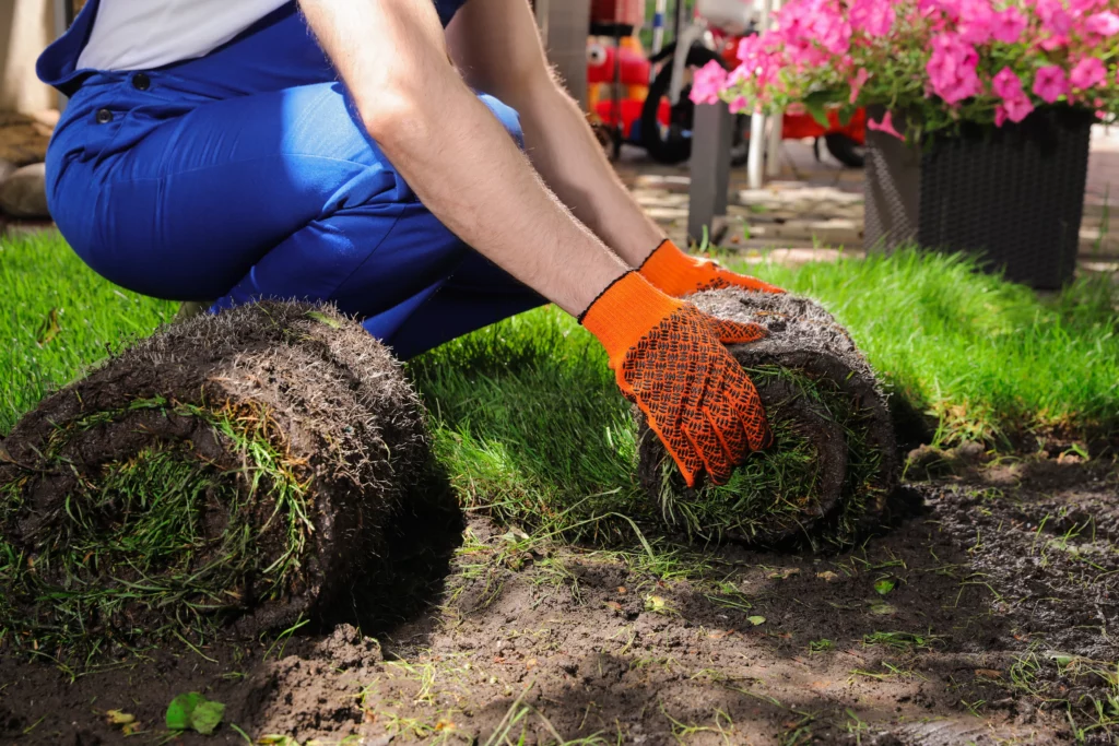 Cheap Ways to Cover Dirt in Your Backyard with Dogs: Durable Solutions for Pet Owners