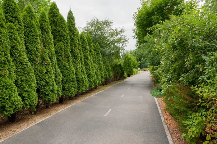 Fast Growing Privacy Trees: Top Choices for Quick Seclusion