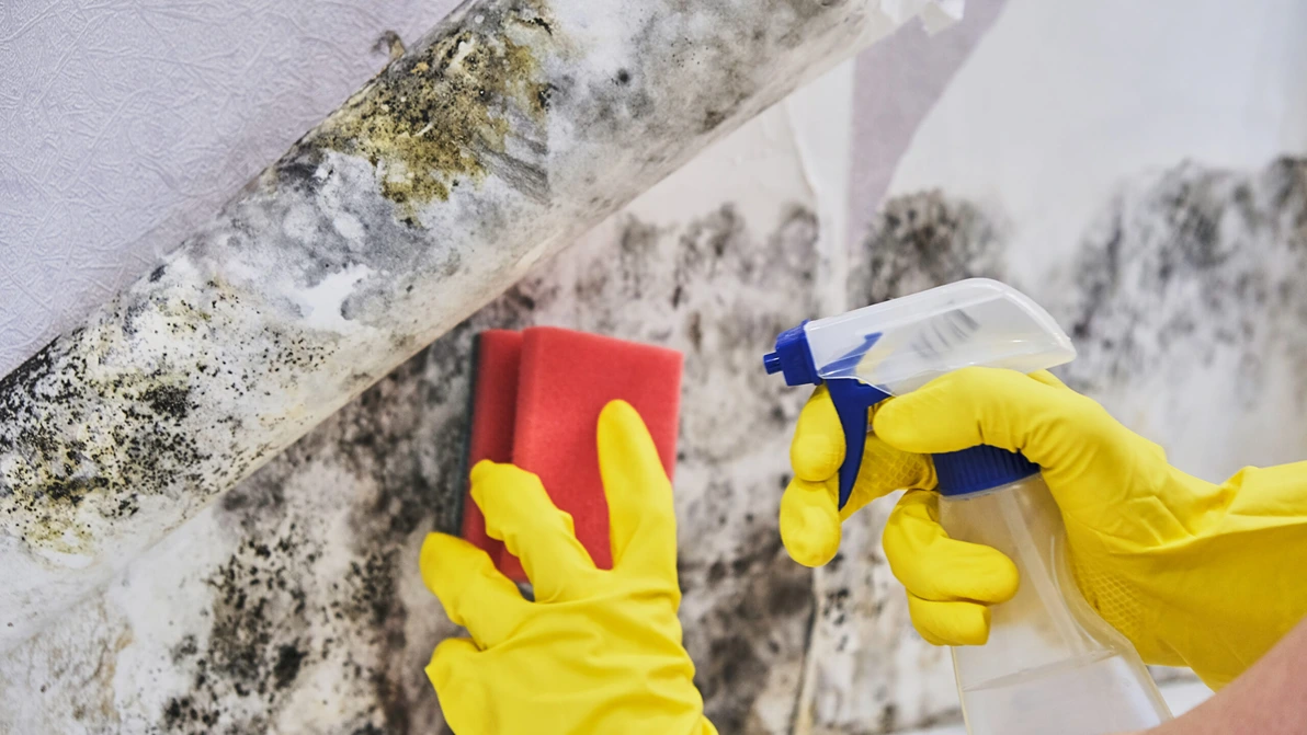 How to Get Rid of a Musty Smell in the Basement: Effective Solutions for a Fresher Space