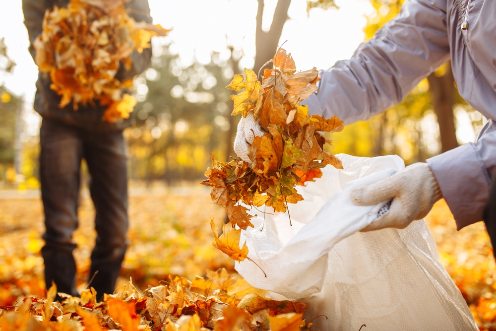 Landscape Cleanup: Essential Tips for a Pristine Yard
