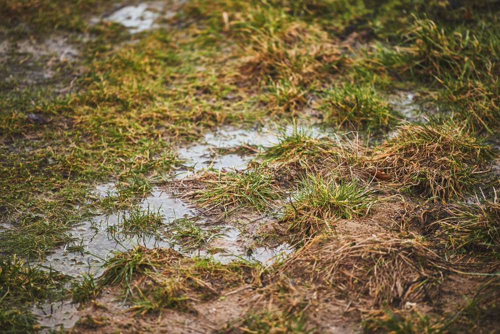 Yard Drainage Solutions: Effective Ways to Solve Water Runoff Issues