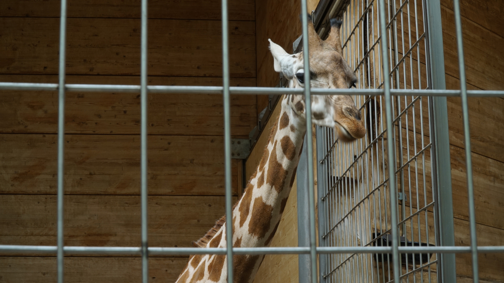 Zoo Renovation: Enhancing Animal Habitats for Modern Needs